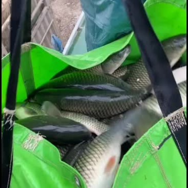 大型水库出精品大草鱼