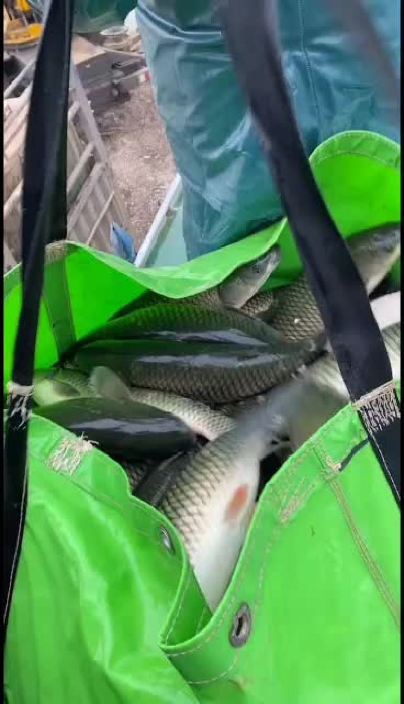 大型水库出精品大草鱼