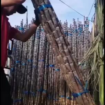 黑皮甘蔗产区广西特别甜
