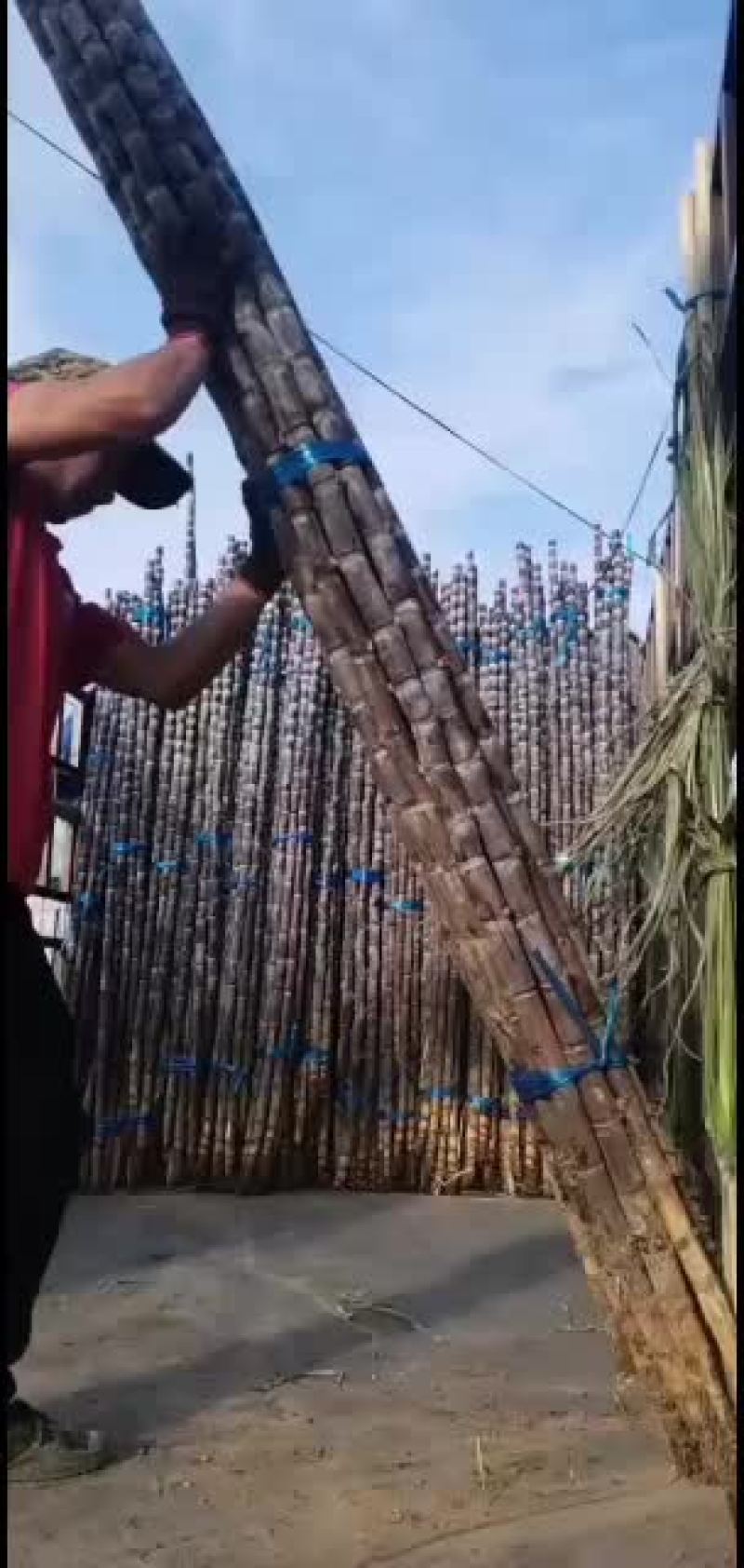黑皮甘蔗产区广西特别甜