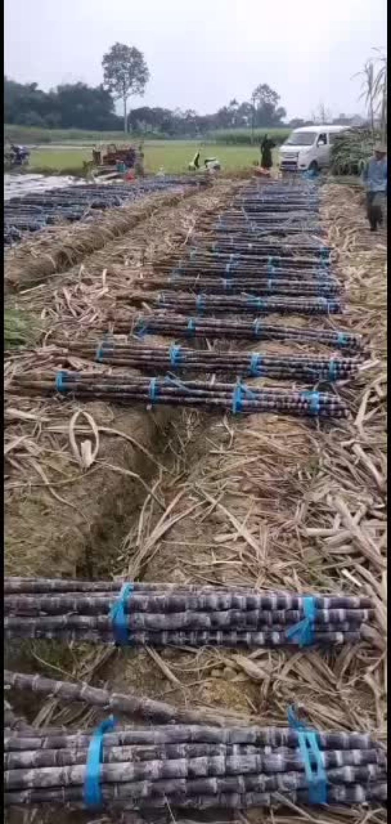 黑皮甘蔗产区广西特别甜