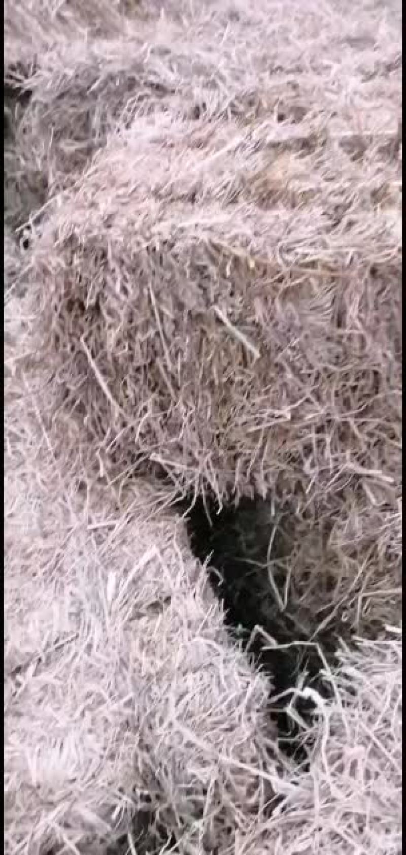 稻草。愿有缘有运的牛老板牛气冲！！！！！！！！！！天。