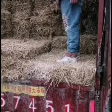 稻草。愿有缘有运的牛老板牛气冲！！！！！！！！！！天。