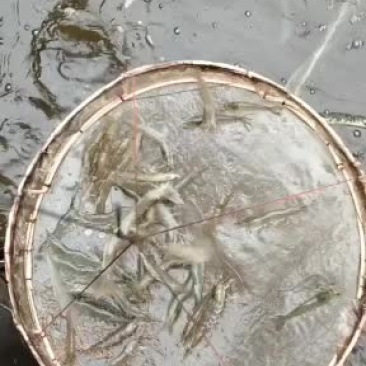 白对虾福建场地现抓南美白对虾