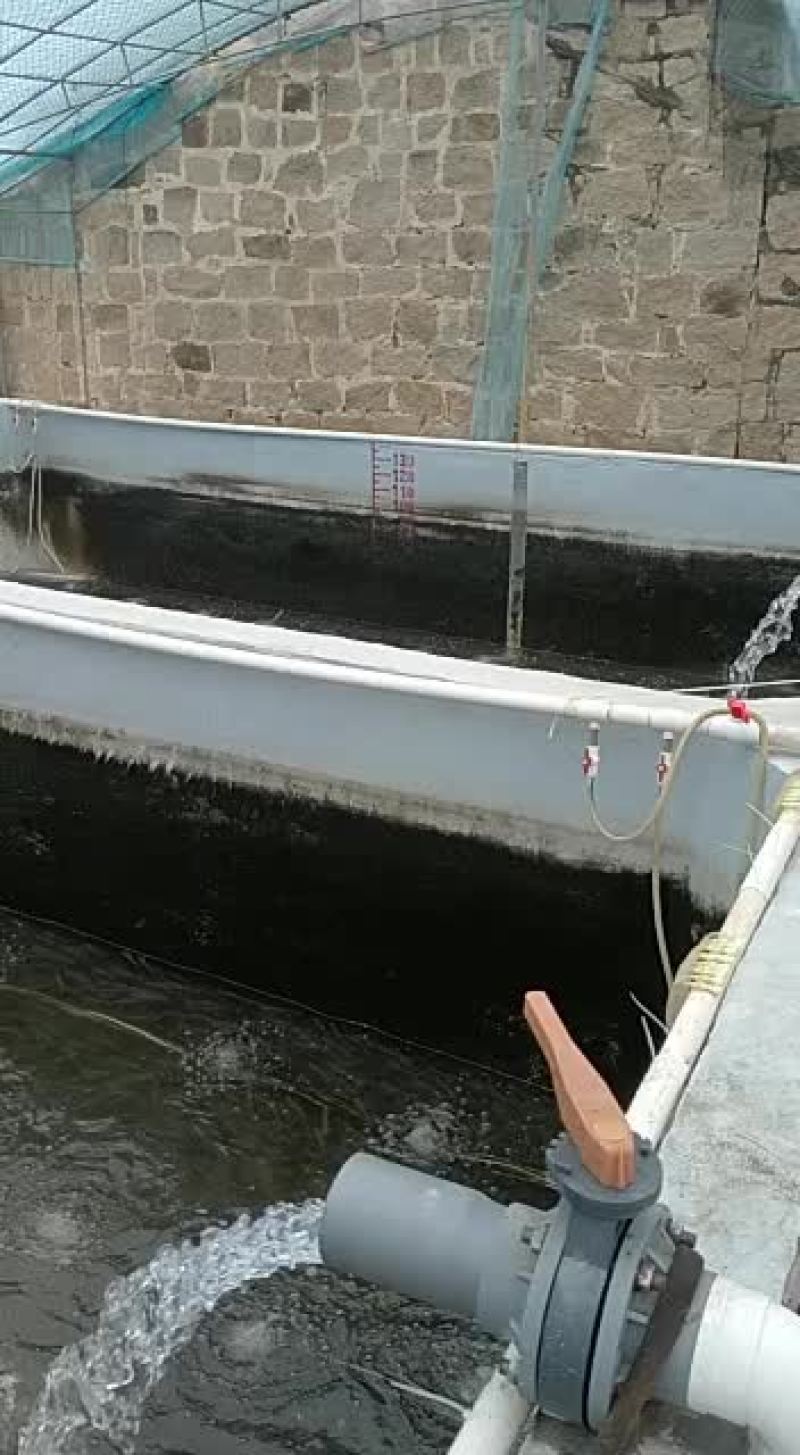 白对虾福建场地现抓南美白对虾