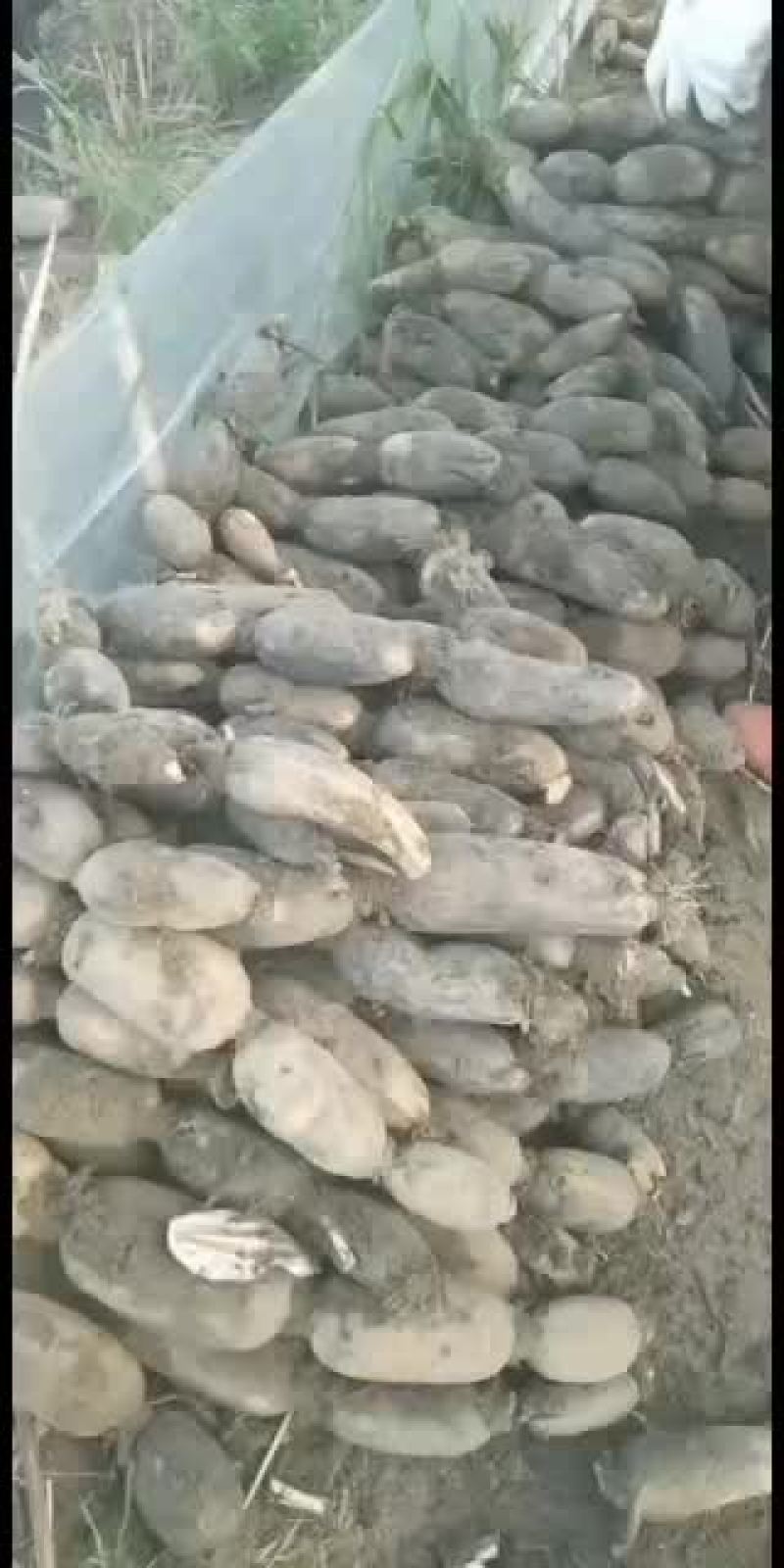 现有大量精品莲藕，价格价格优惠，欢迎订购