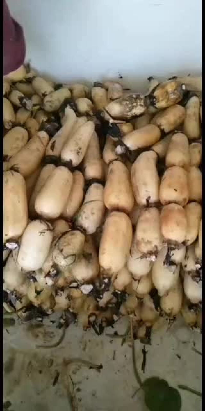 现有大量精品莲藕，价格价格优惠，欢迎订购
