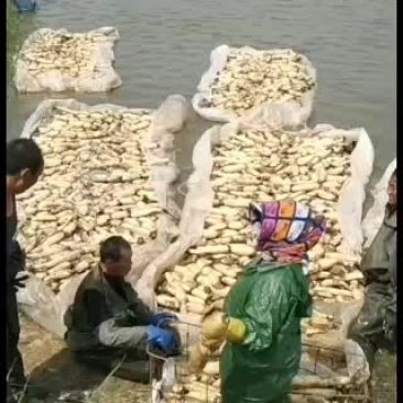现有大量精品莲藕，价格价格优惠，欢迎订购
