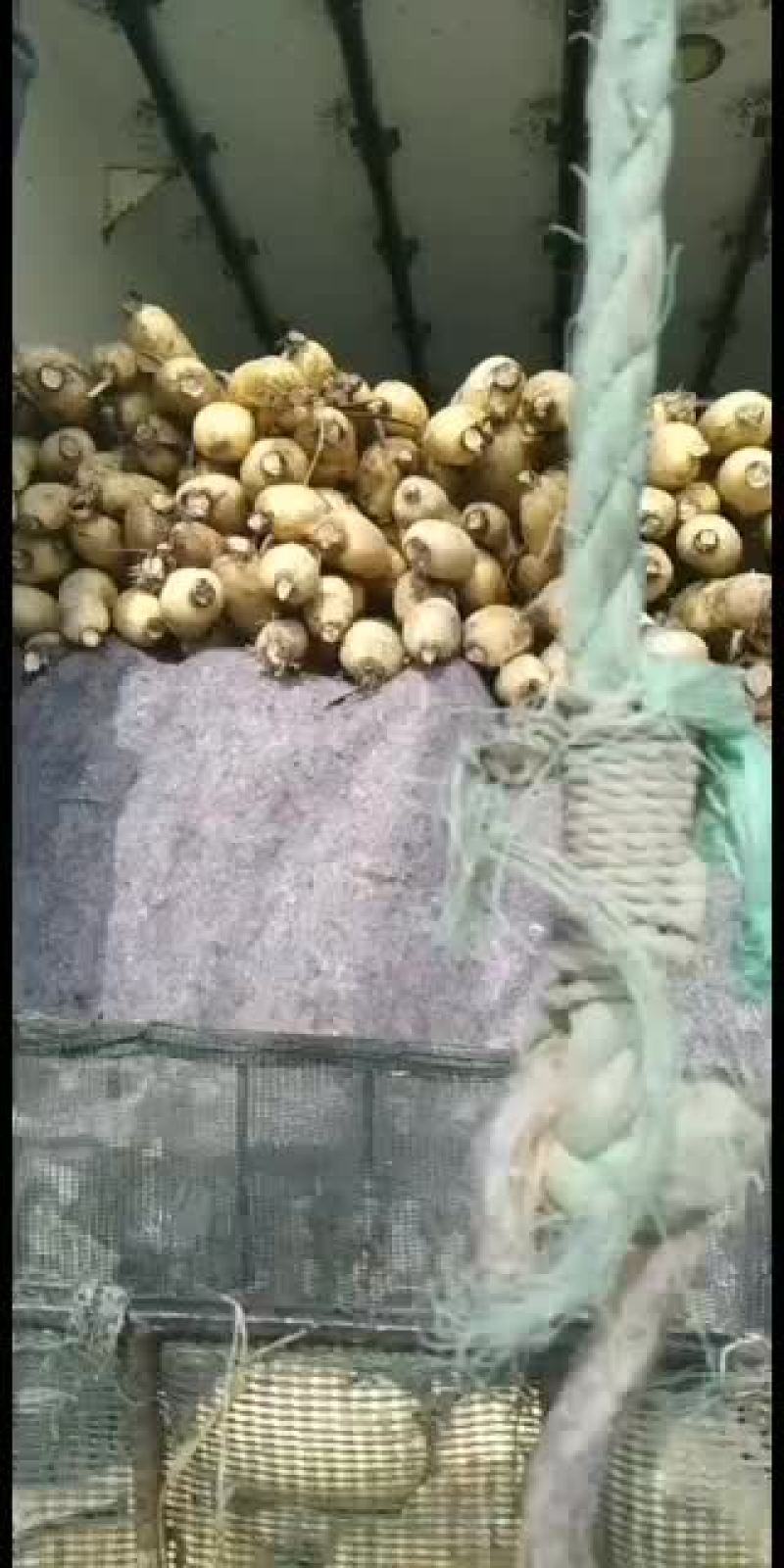 现有大量精品莲藕，价格价格优惠，欢迎订购