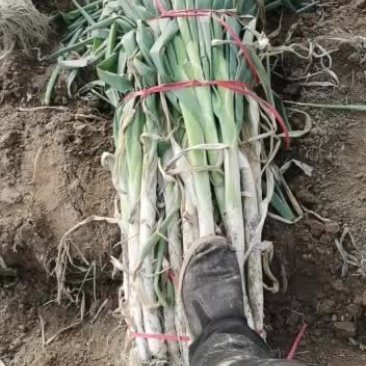 菏泽市牡丹区沙土镇长白大葱目前有货