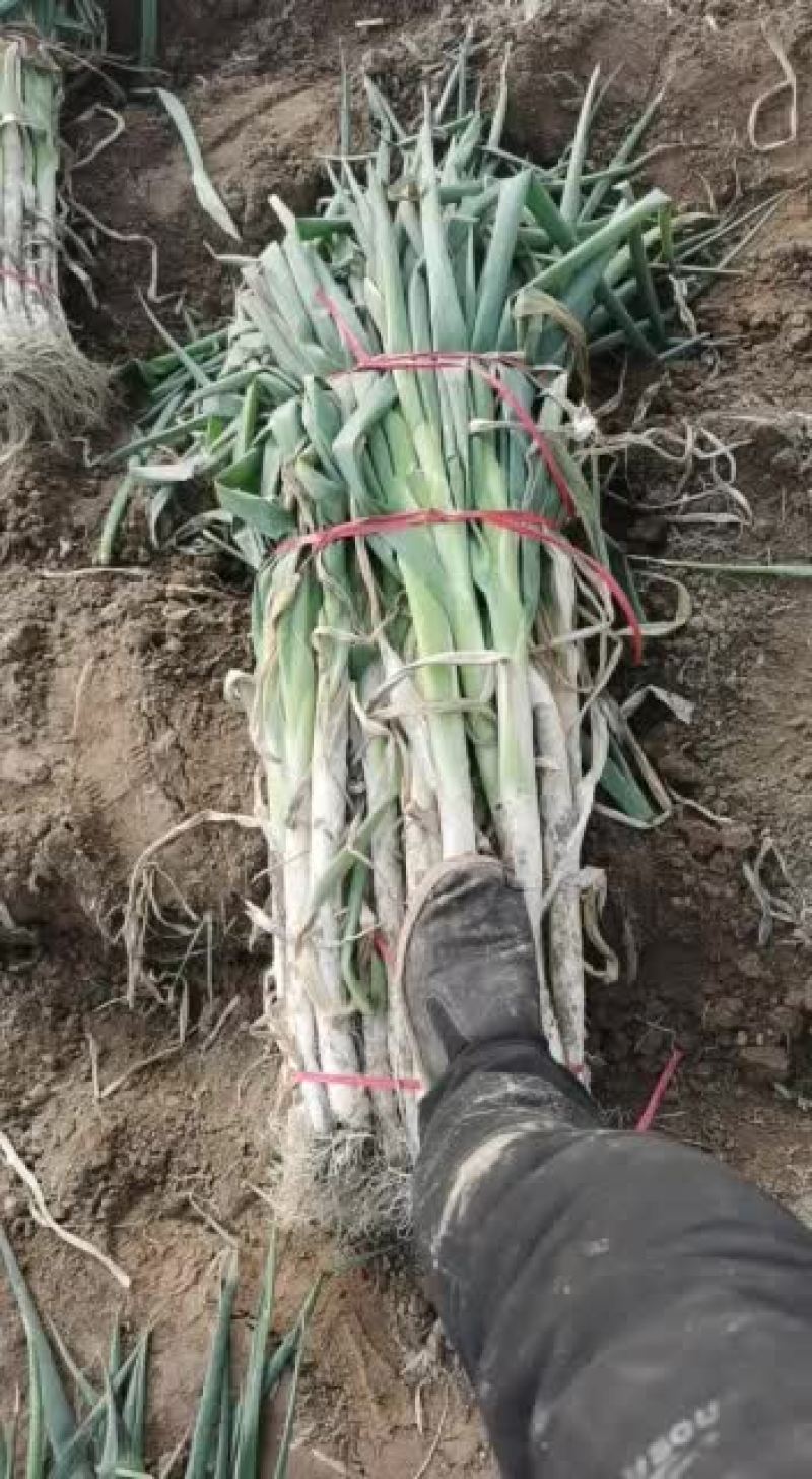 菏泽市牡丹区沙土镇长白大葱目前有货