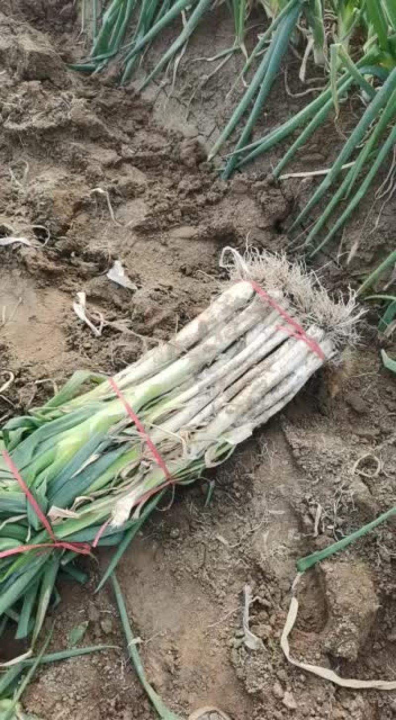 菏泽市牡丹区沙土镇长白大葱目前有货