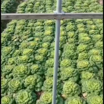 精品黄心菜，，，，，，，