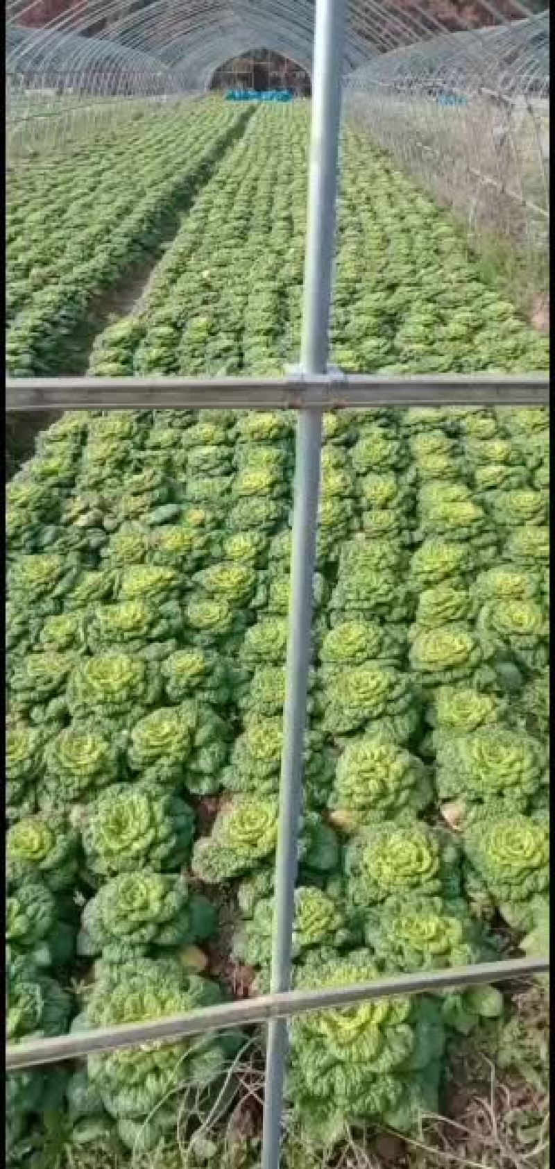 精品黄心菜，，，，，，，