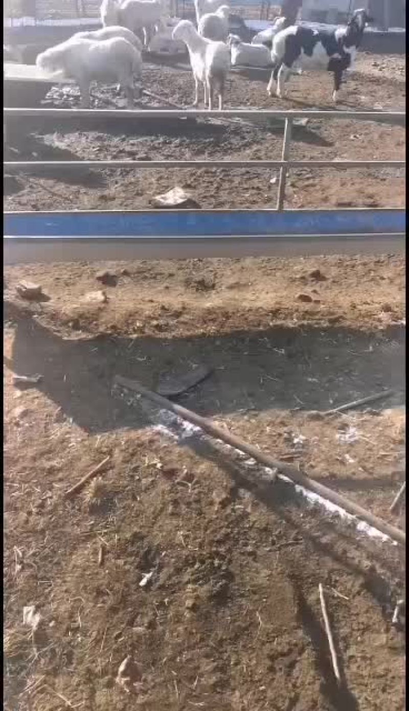 大量绵羊山羊出售需要的呼我