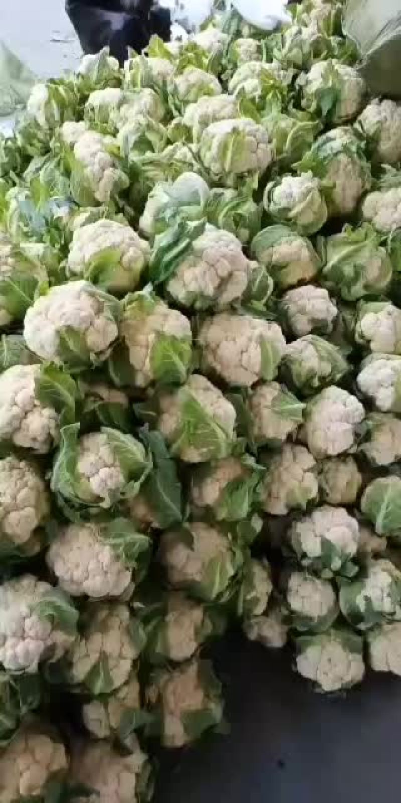 白花菜（加包装加人工费）