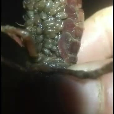 杂交一号小龙虾苗，选海通农业助你成功！