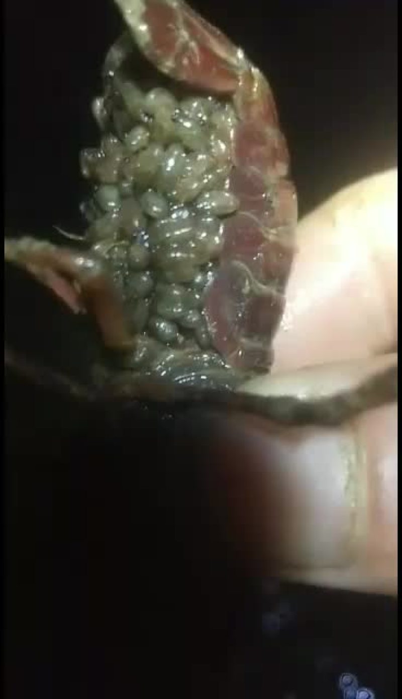 杂交一号小龙虾苗，选海通农业助你成功！