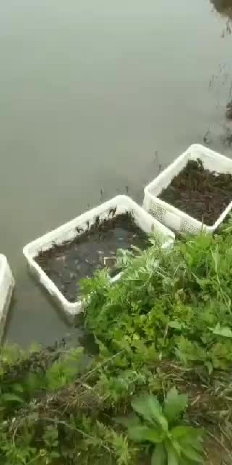 杂交一号小龙虾苗，选海通农业助你成功！