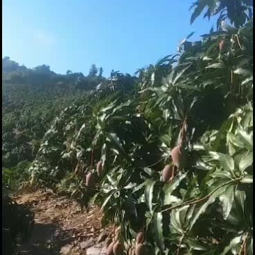 海南芒果台牙芒两万斤老果开始接受预定，要多少发多少