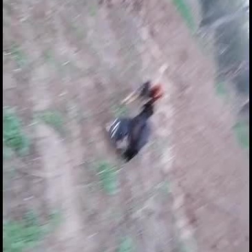 中国斗鸡，专业打鬼子鸡，打死不跑。
