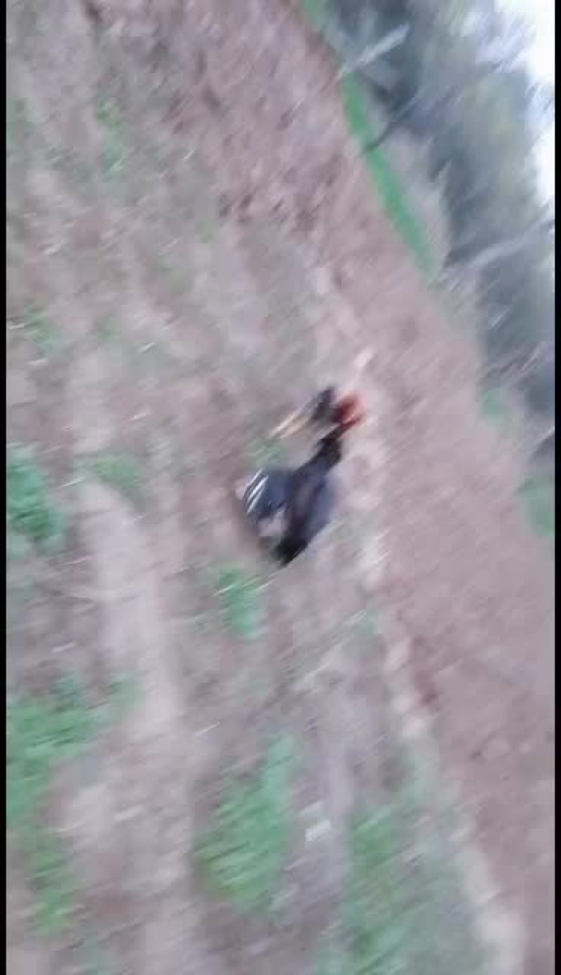 中国斗鸡，专业打鬼子鸡，打死不跑。