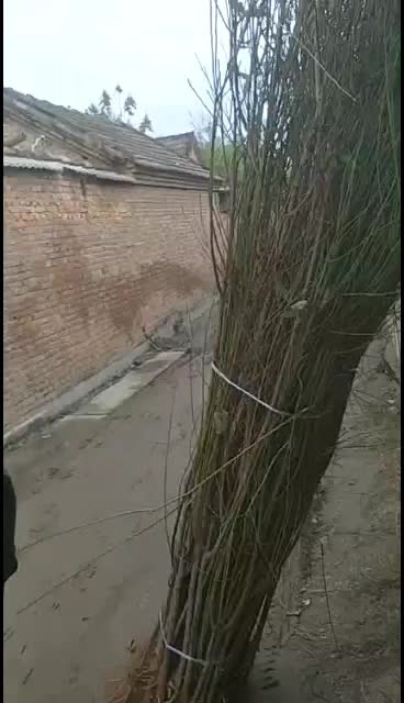 出售占地桃苗50000颗