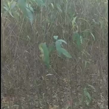 出售占地桃苗50000颗