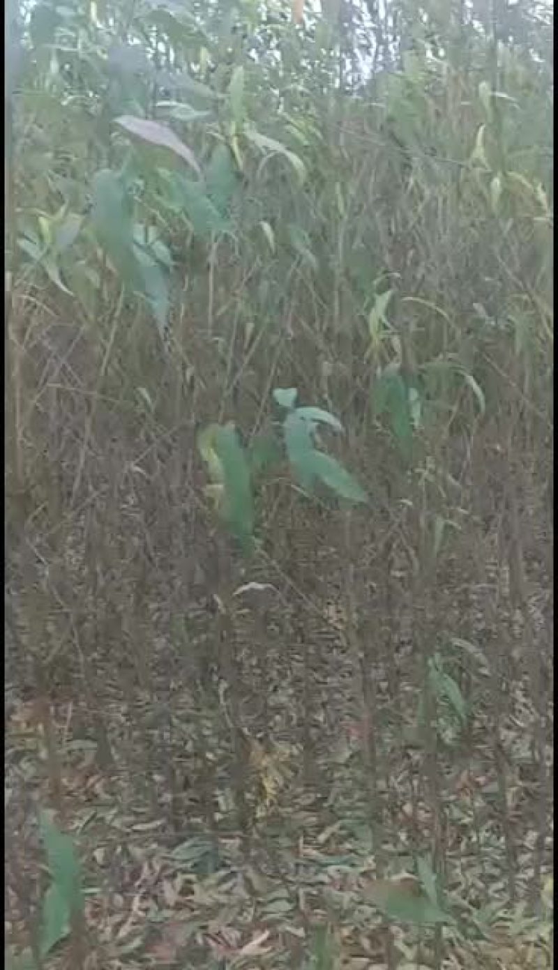 出售占地桃苗50000颗