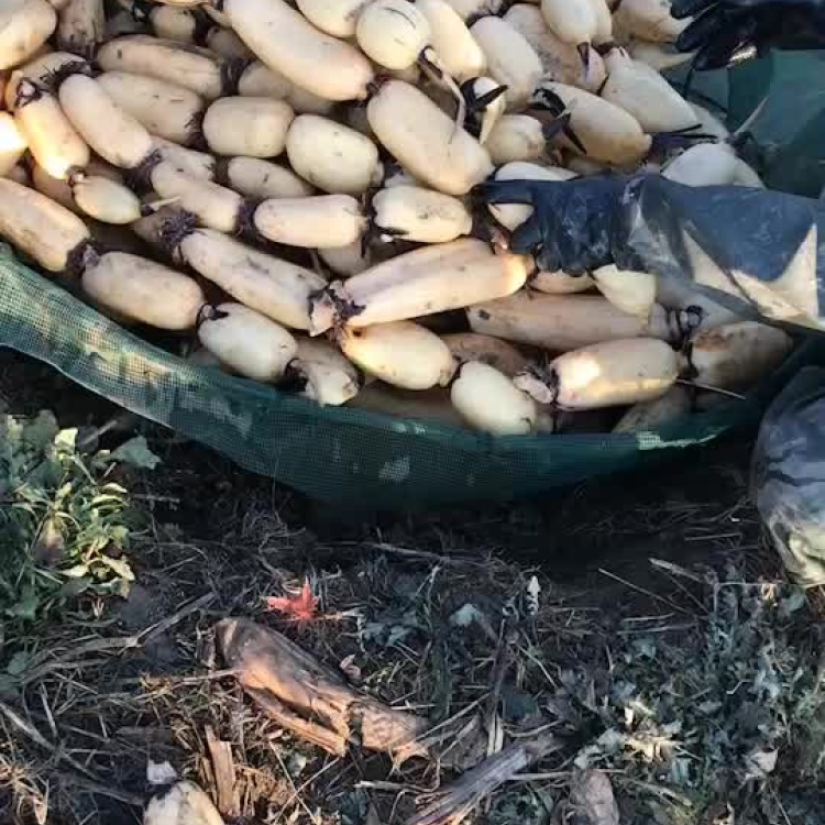 [白莲藕批发]新品白莲藕大量新鲜上市预购从速送藕把价格2.