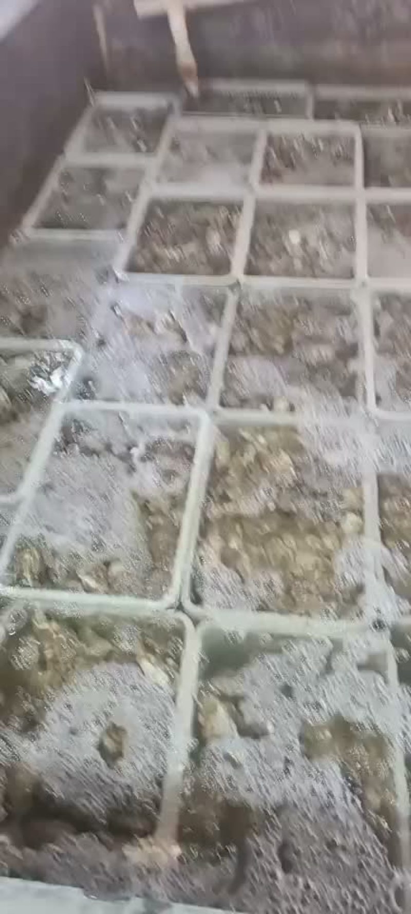正宗乳山生蚝，连云港港口清洗发货中心，个个都是很肥美，