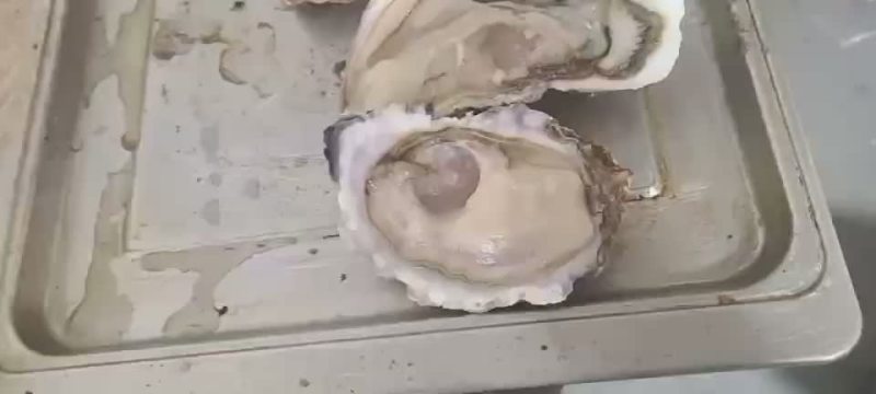 正宗乳山生蚝，连云港港口清洗发货中心，个个都是很肥美，