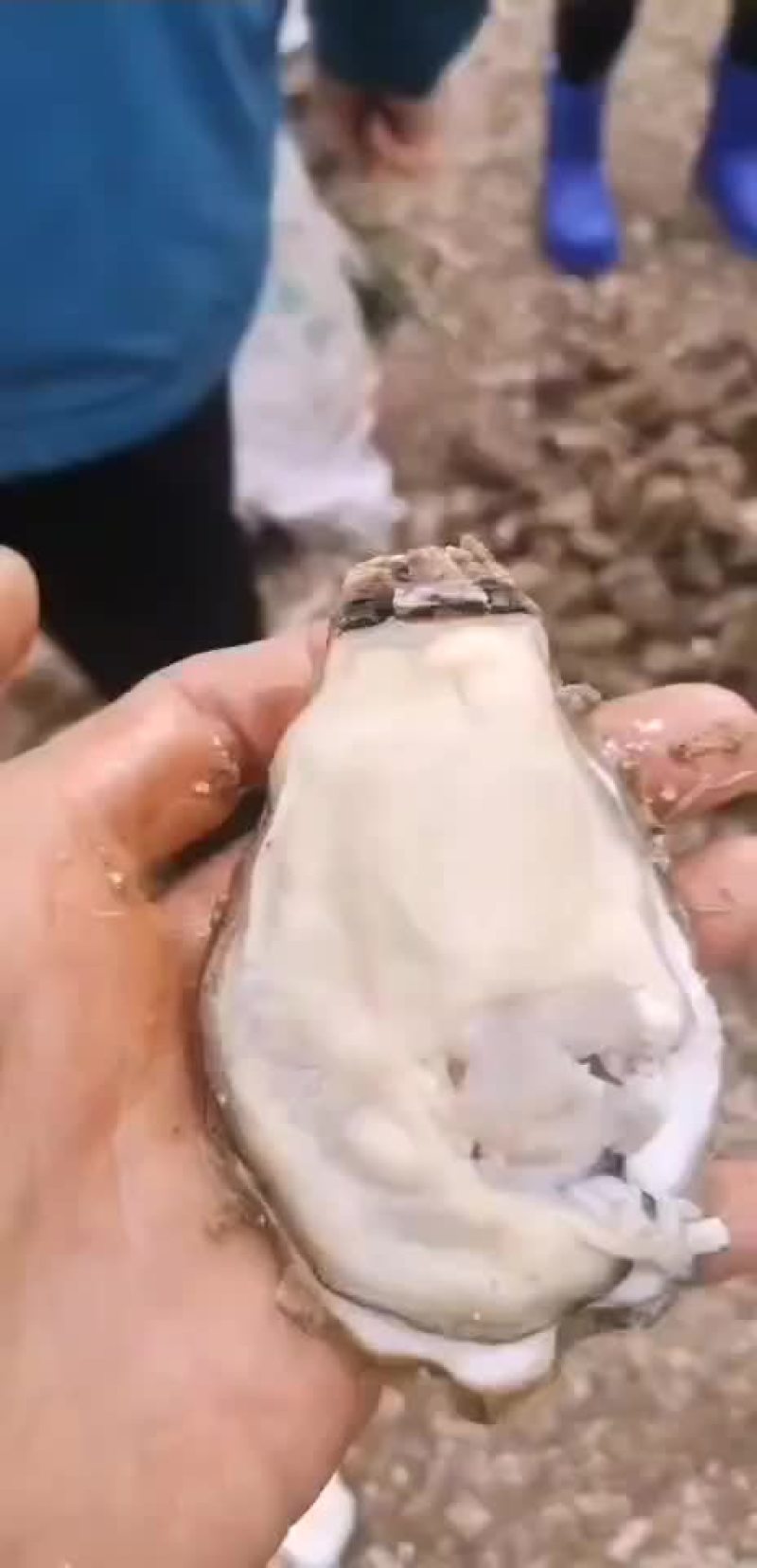 正宗乳山生蚝，连云港港口清洗发货中心，个个都是很肥美，