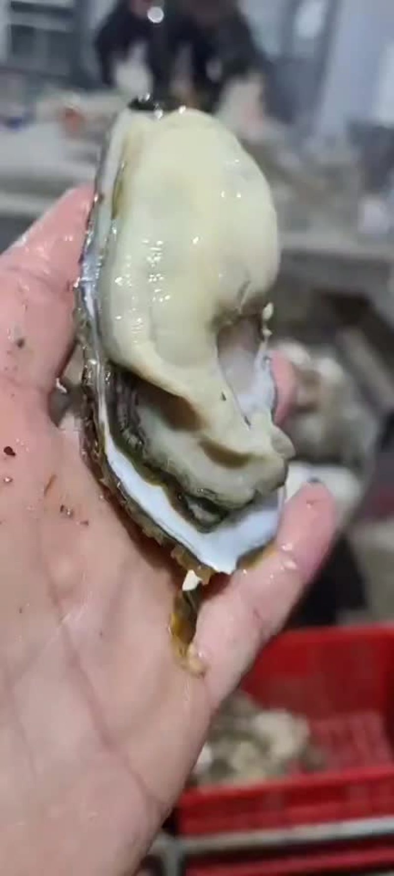 正宗乳山生蚝，连云港港口清洗发货中心，个个都是很肥美，