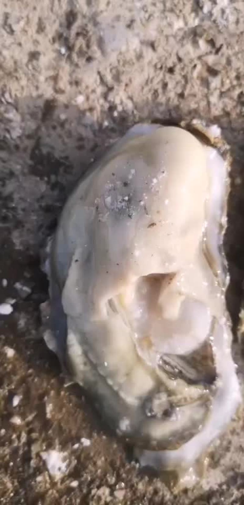 正宗乳山生蚝，连云港港口清洗发货中心，个个都是很肥美，