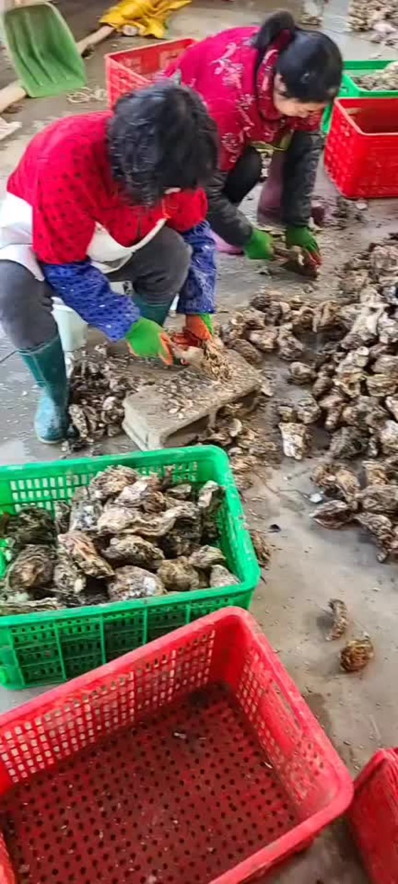 正宗乳山生蚝，连云港港口清洗发货中心，个个都是很肥美，