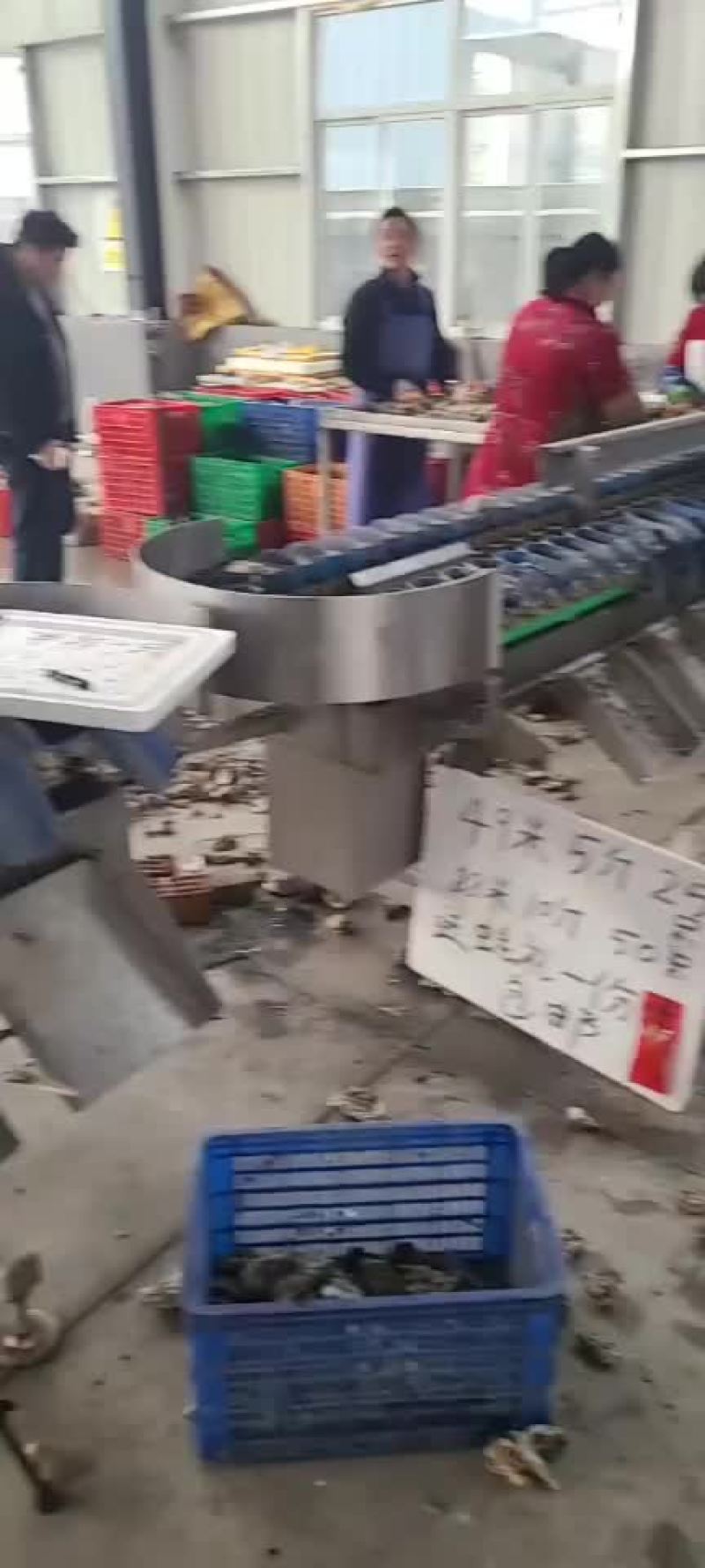 正宗乳山生蚝，连云港港口清洗发货中心，个个都是很肥美，