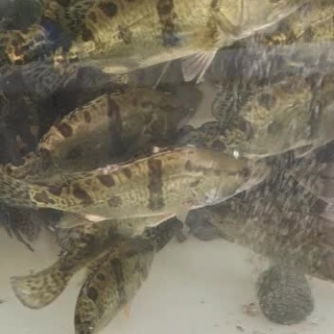 万绿湖水库桂花鱼大小有货