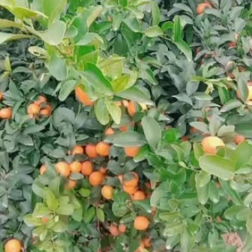 正中广西桂林阳朔砂糖橘