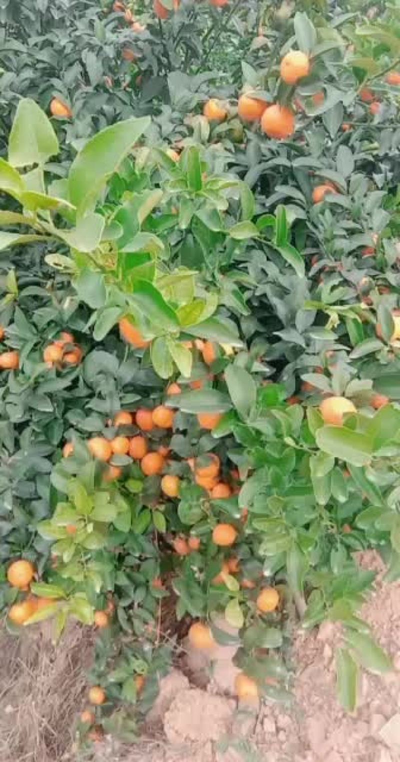 正中广西桂林阳朔砂糖橘
