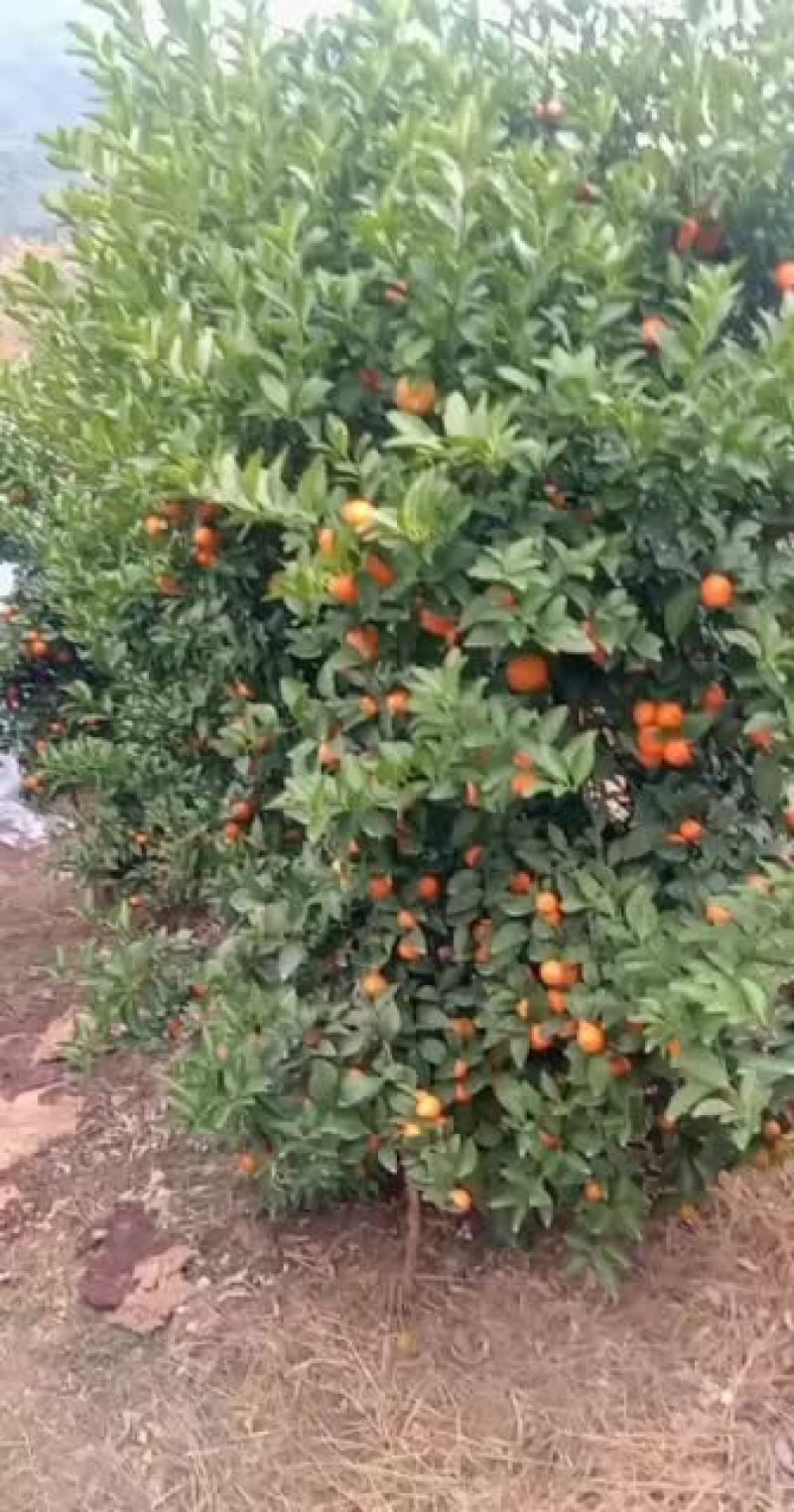 正中广西桂林阳朔砂糖橘
