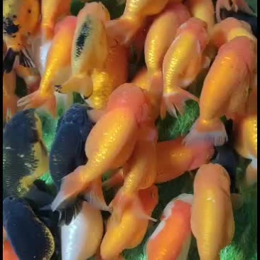 兰寿金鱼批发一条也批发