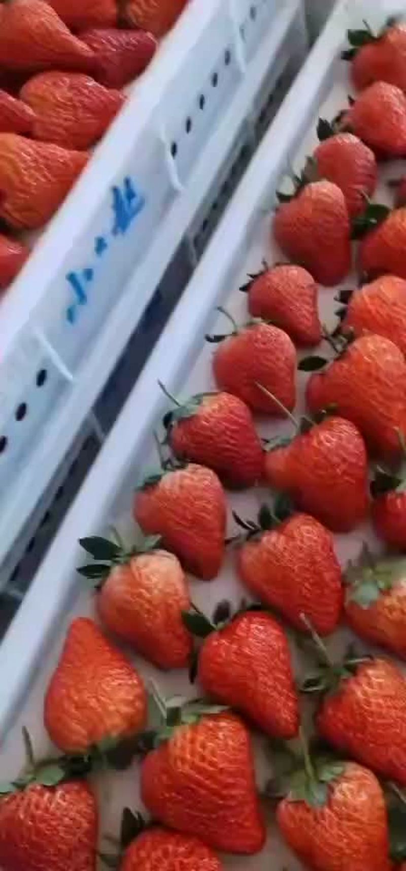 丹东九九大草莓小幅涨价了r