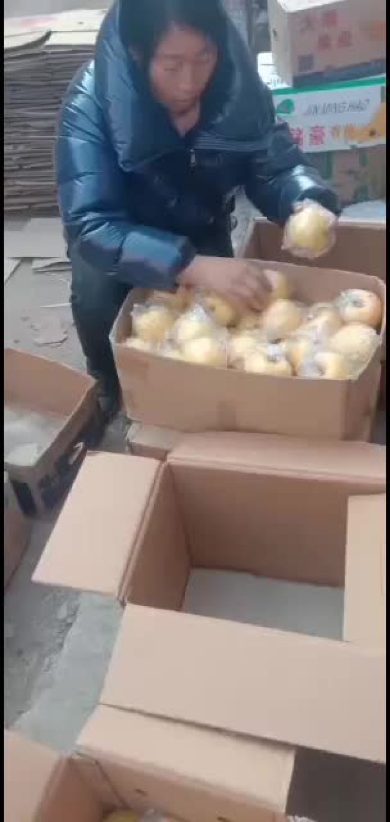 正宗平遥黄元帅现在的样子