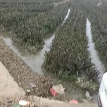 莴笋代办批发全国销售