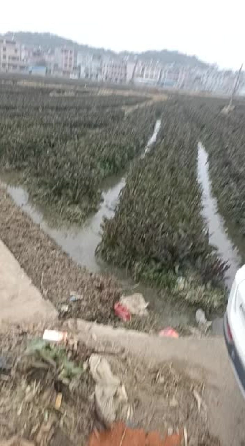 莴笋代办批发全国销售