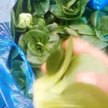 矮脚青苏州青上海青