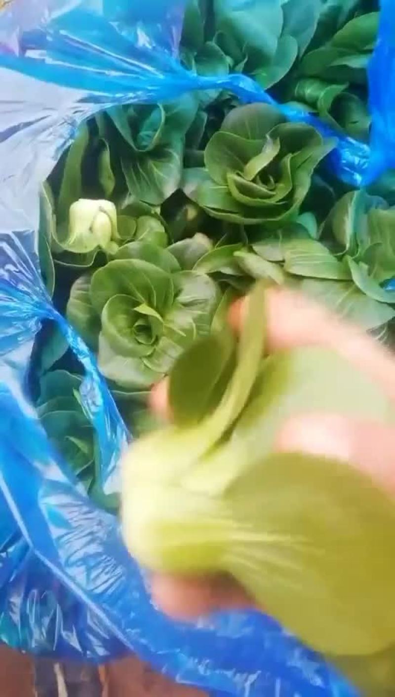矮脚青苏州青上海青