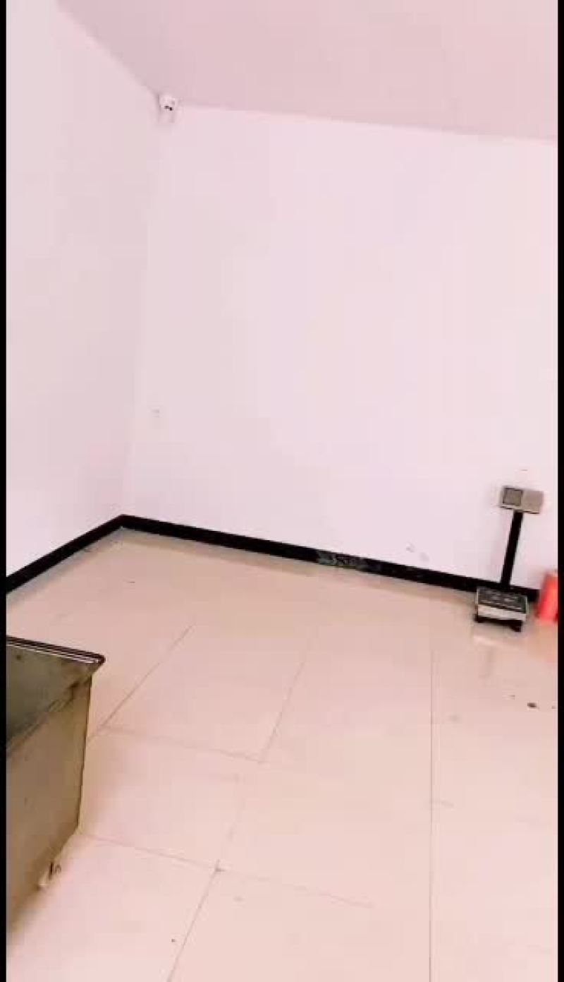 甘肃陇南野生松子大量批发