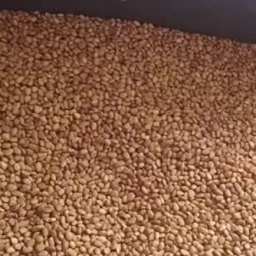甘肃陇南野生松子大量批发